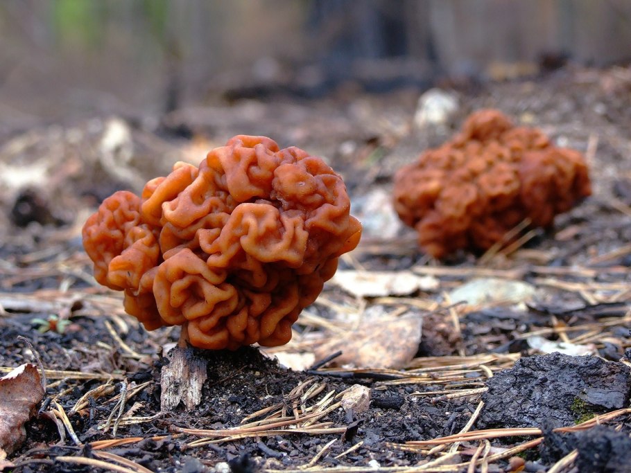 Строчки и сморчки грибы