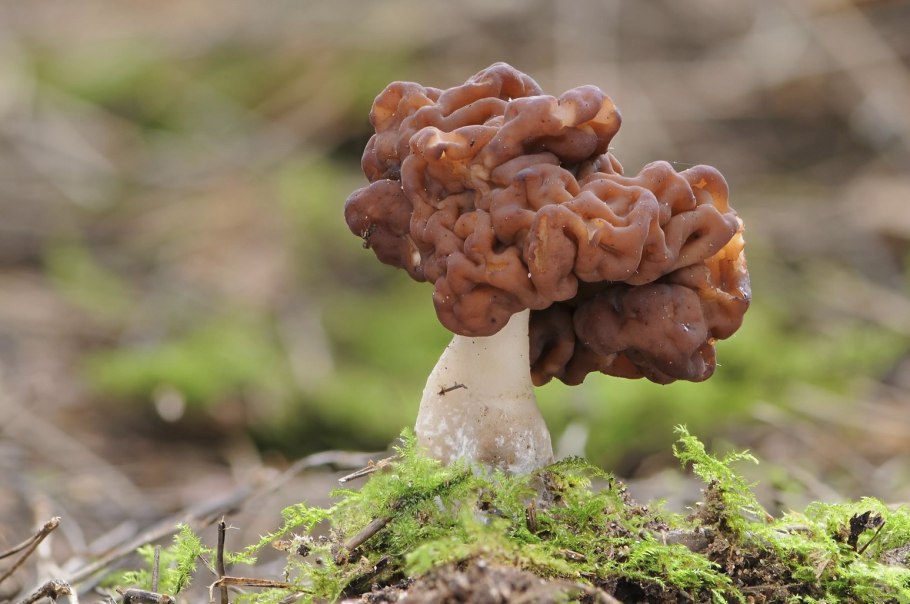 Gyromitra infula