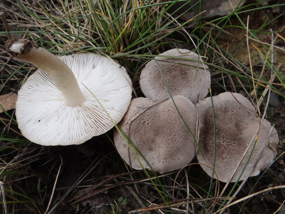 Рядовка серая Tricholoma portentosum.