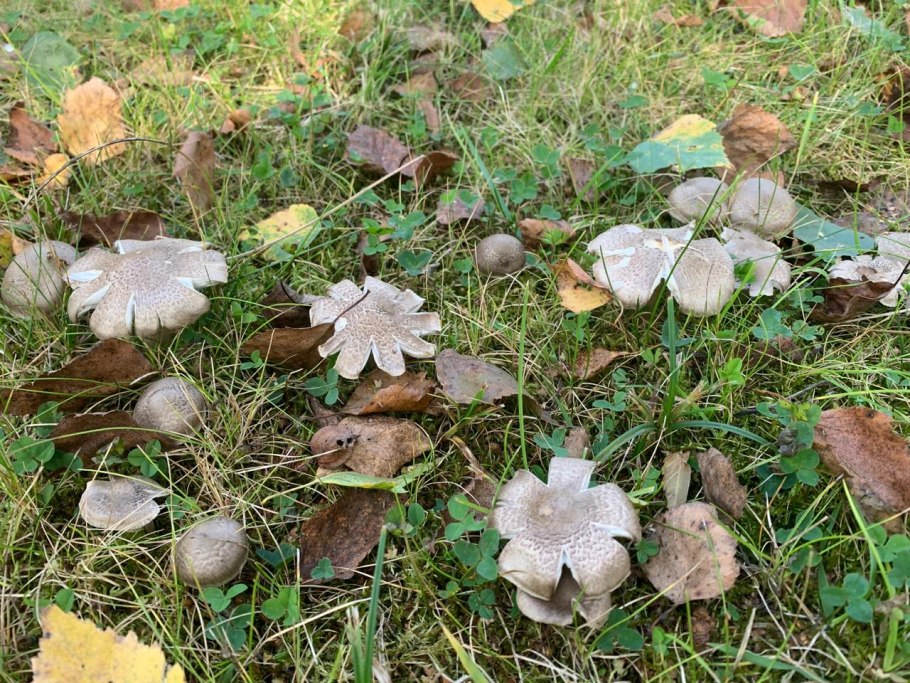 Рядовка мыльная Tricholoma saponaceum