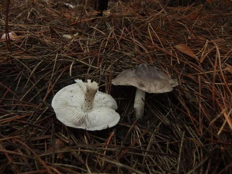 Розовопластинник ядовитый гриб Энтолома