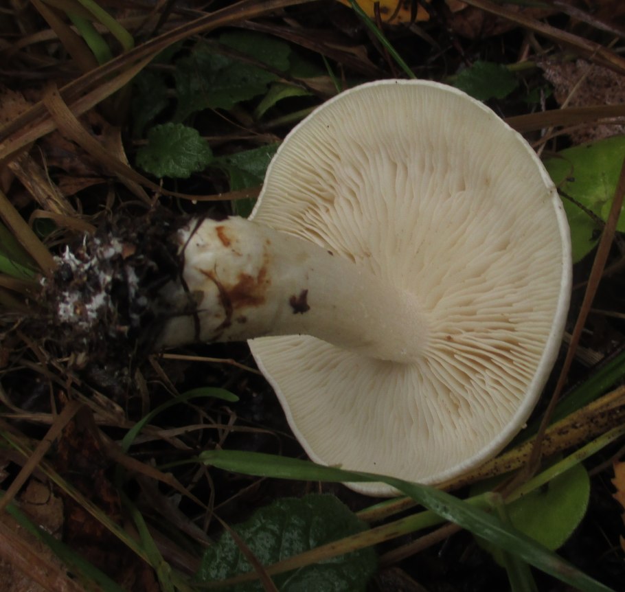 Рядовка частопластинковая Tricholoma stiparophyllum