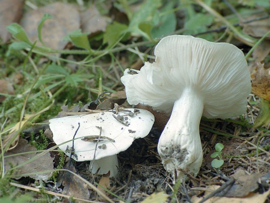 Грибы Tricholoma columbetta