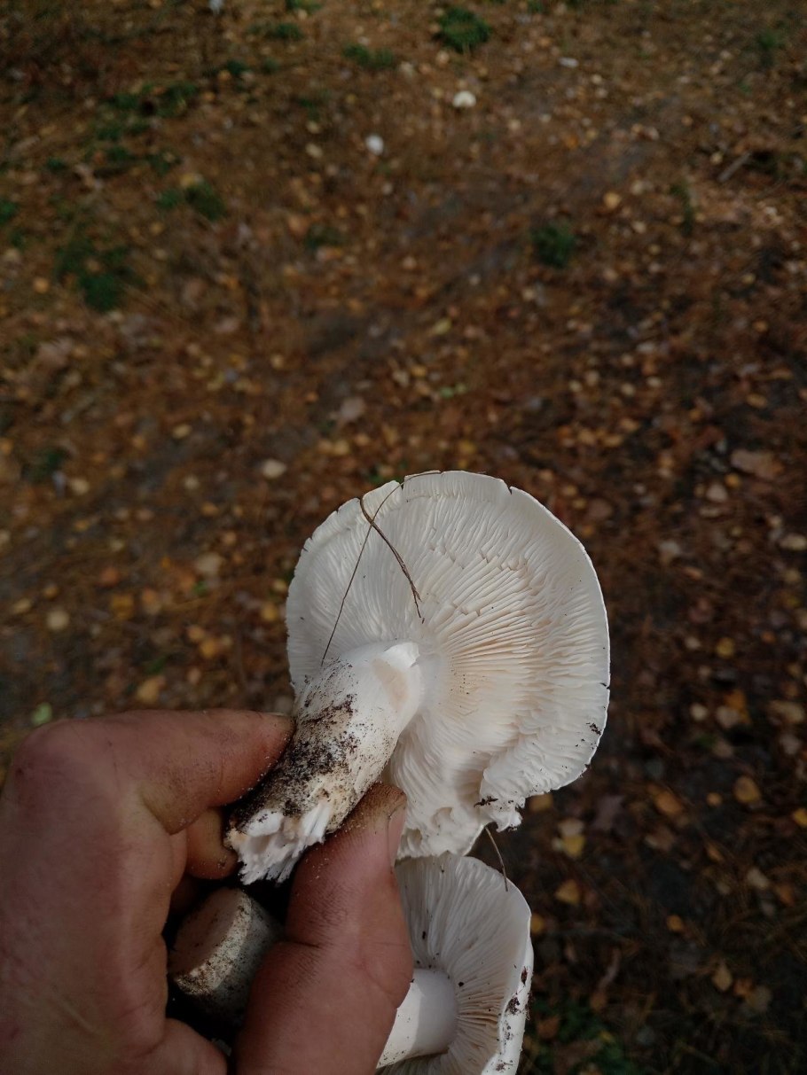 Рядовка Голубиная (лат. Tricholoma columbetta) съедобная