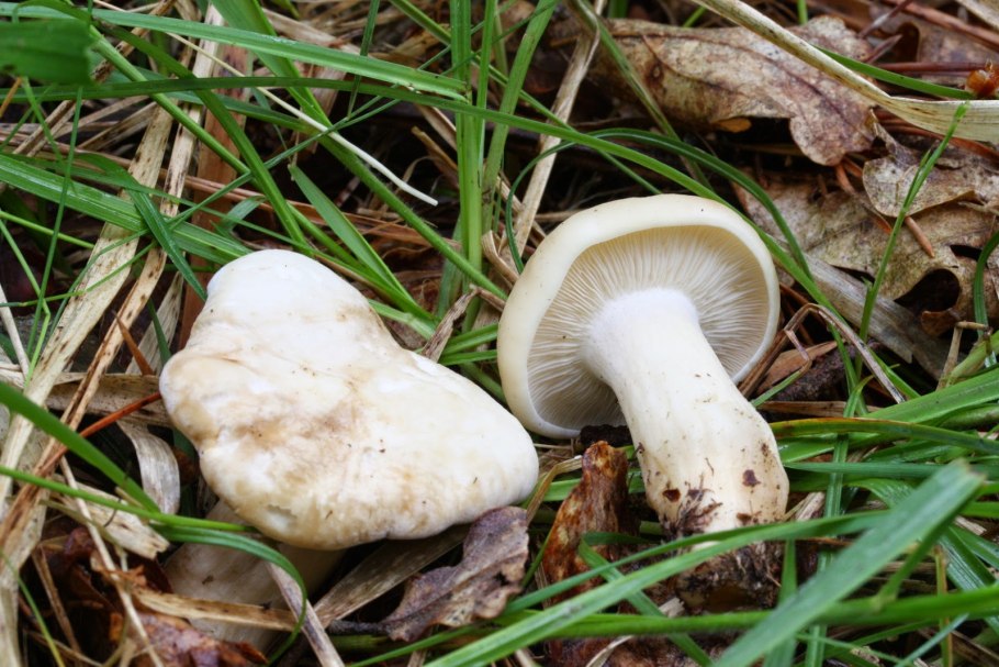 Рядовка землистая Tricholoma terreum