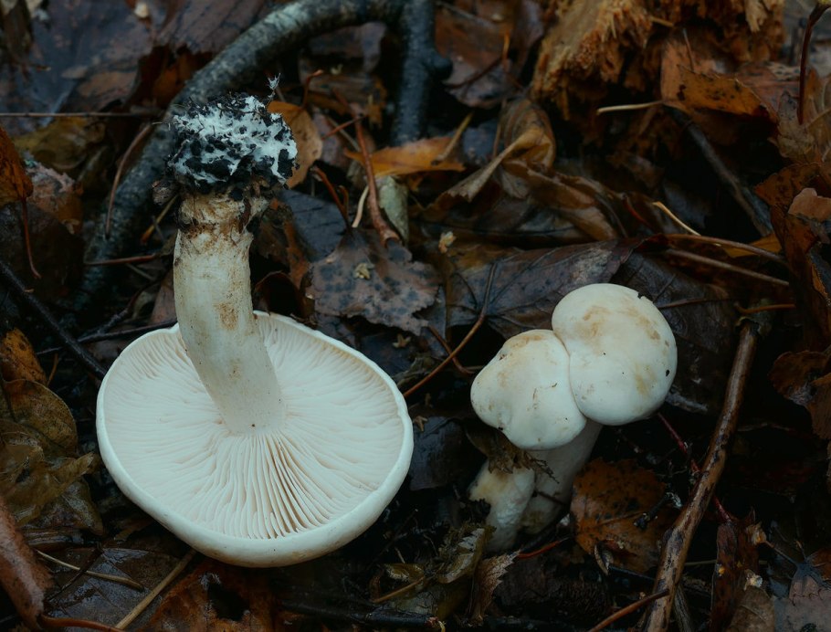 Рядовка пят нистаяricholoma caligatum).