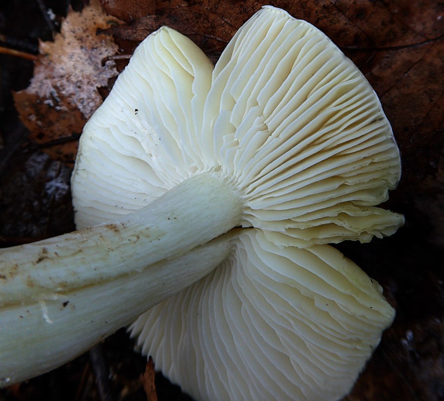 Tricholoma magnivelare