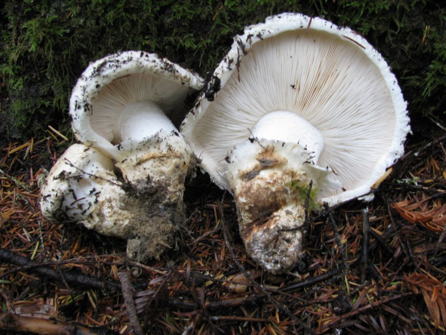 Рядовка землистая Tricholoma terreum