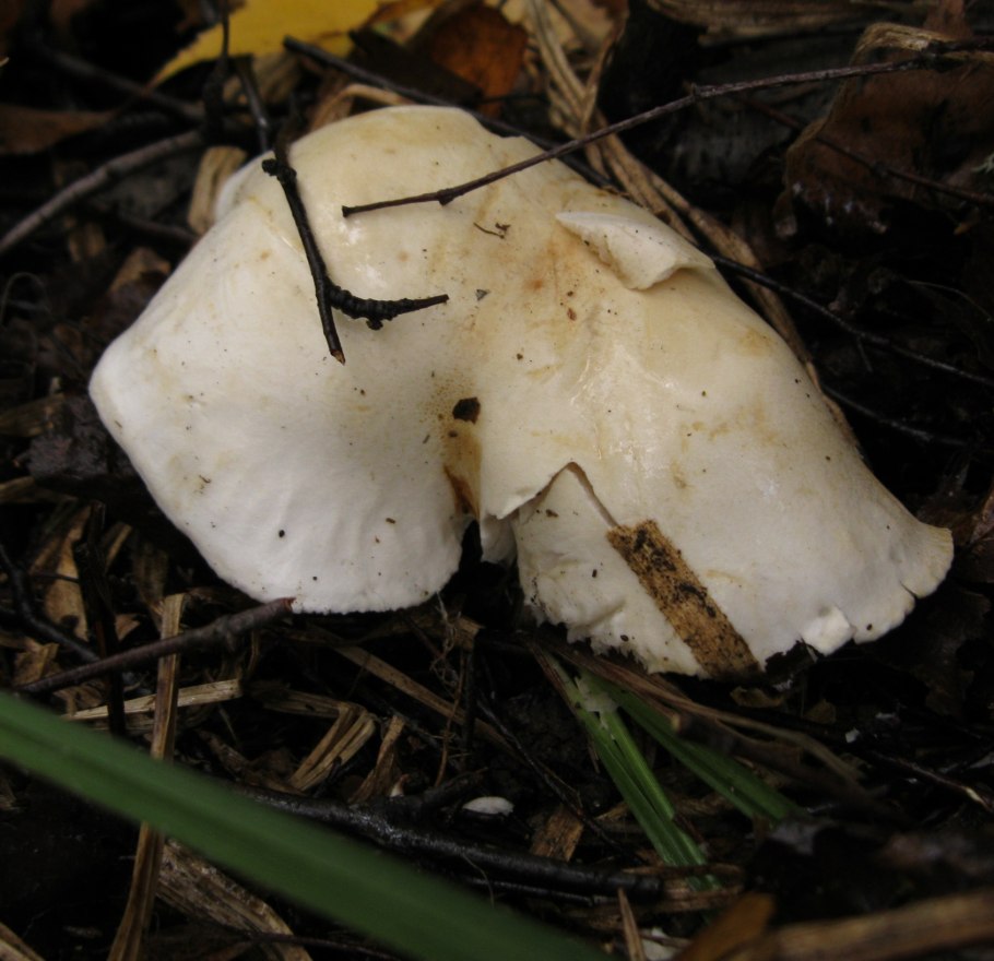 Рядовка белая рядовка белая (Tricholoma album)