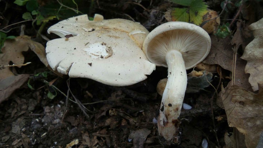 Рядовка частопластинковая