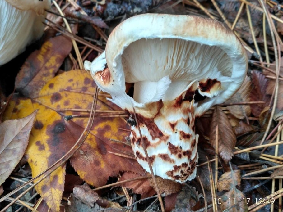 Tricholoma argyraceum