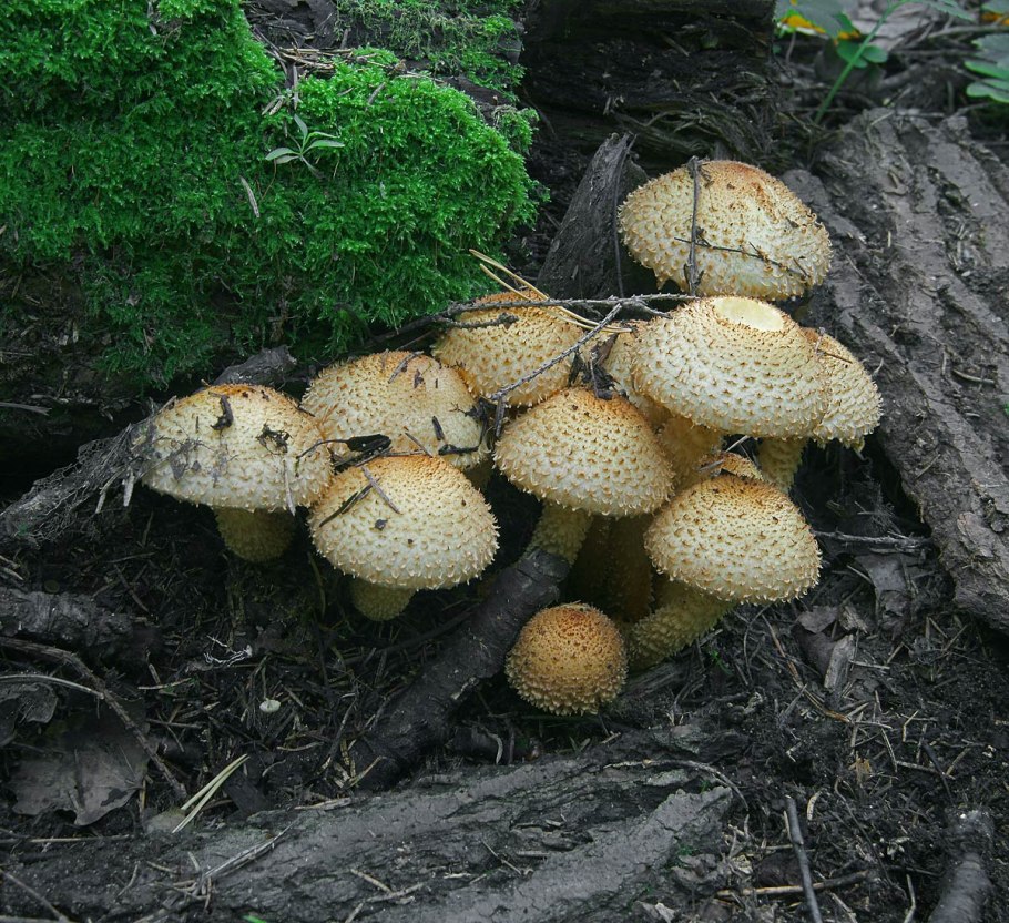 Чешуйчатка золотистая (Pholiota aurivella)