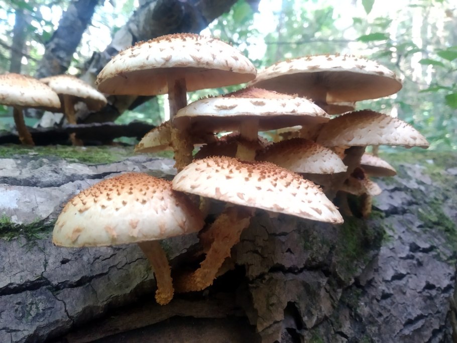 Королевские опята