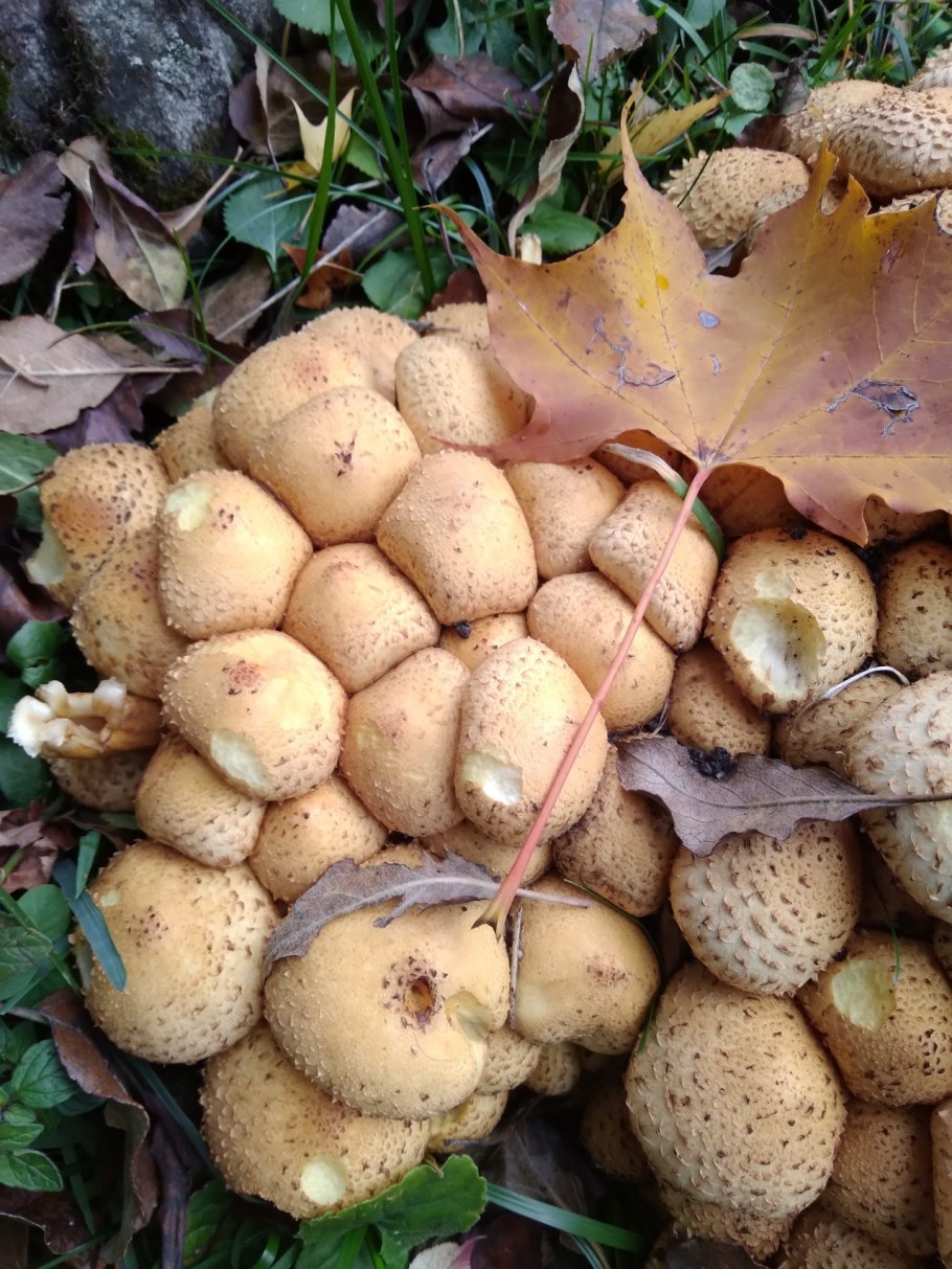 Опята рисунок