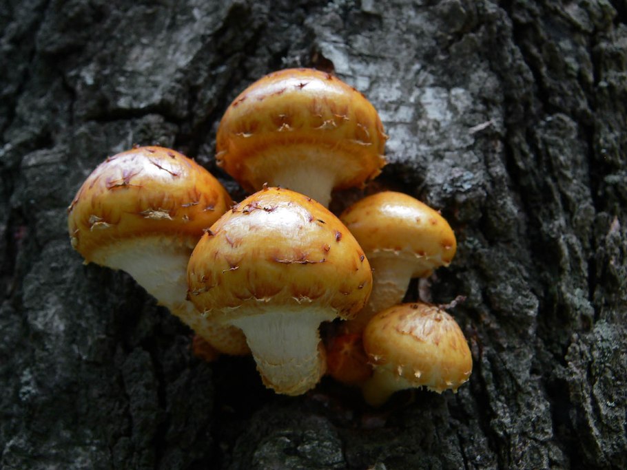 Чешуйчатка золотистая pholiota aurivella