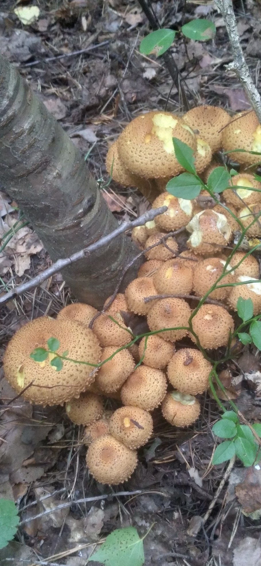 Чешуйчатка Тополиная (Тополевая):