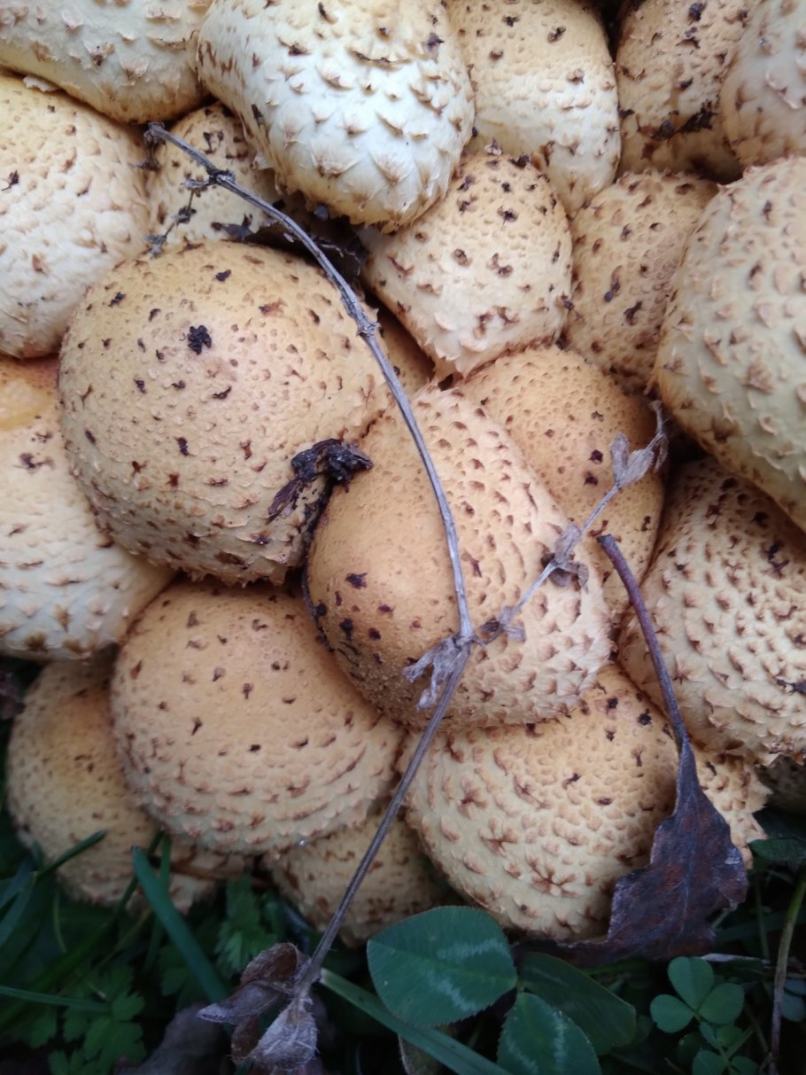 Чешуйчатка белогородчатая Pholiota albocrenulata
