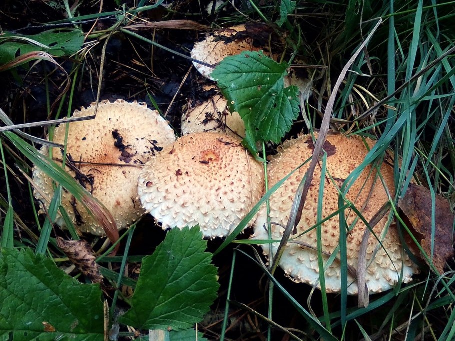 Гриб чешуйчатка Тополиная