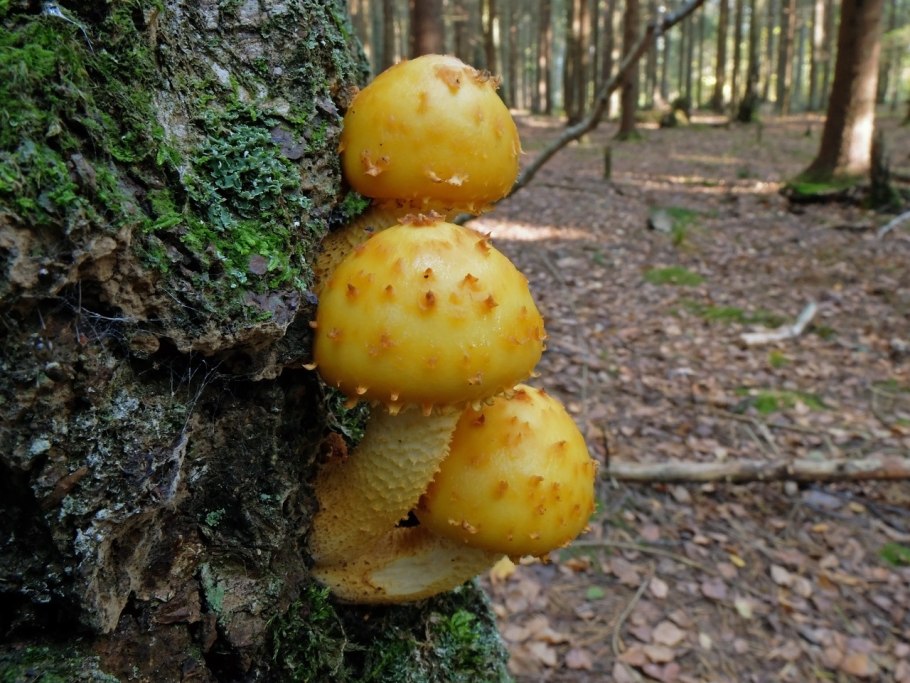 Чешуйчатка тополевая обыкновенная
