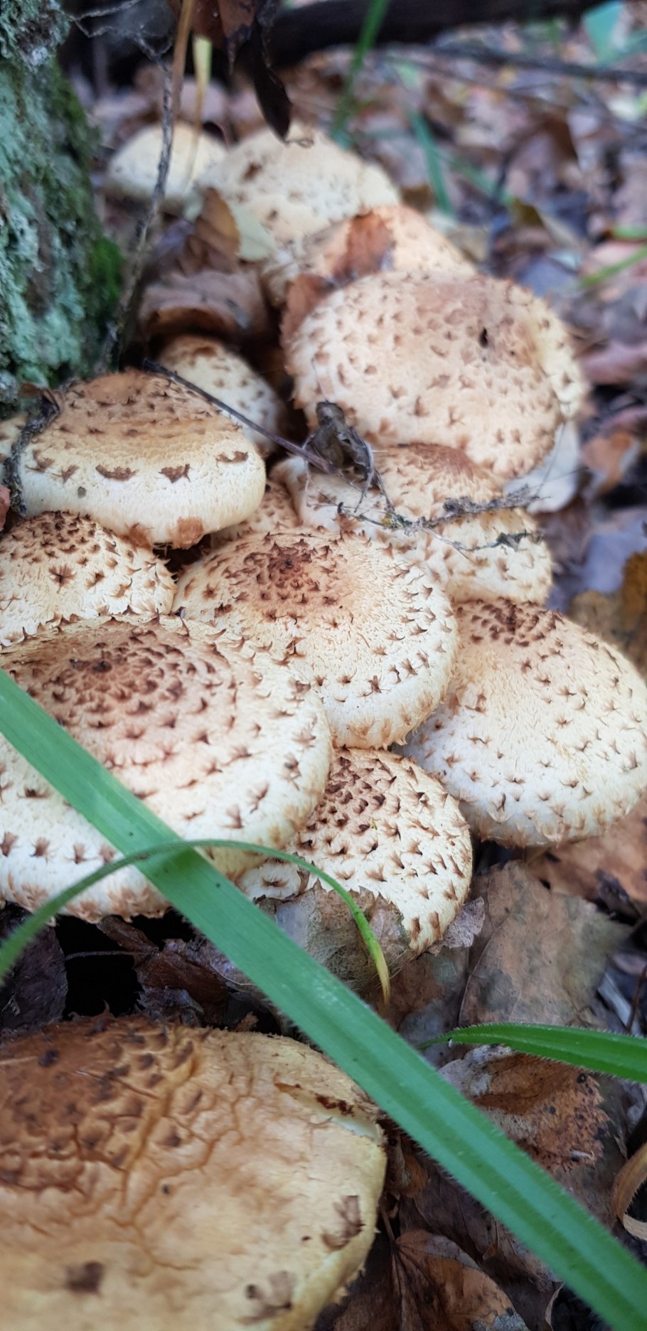 Чешуйчатка Тополевая разрушающая