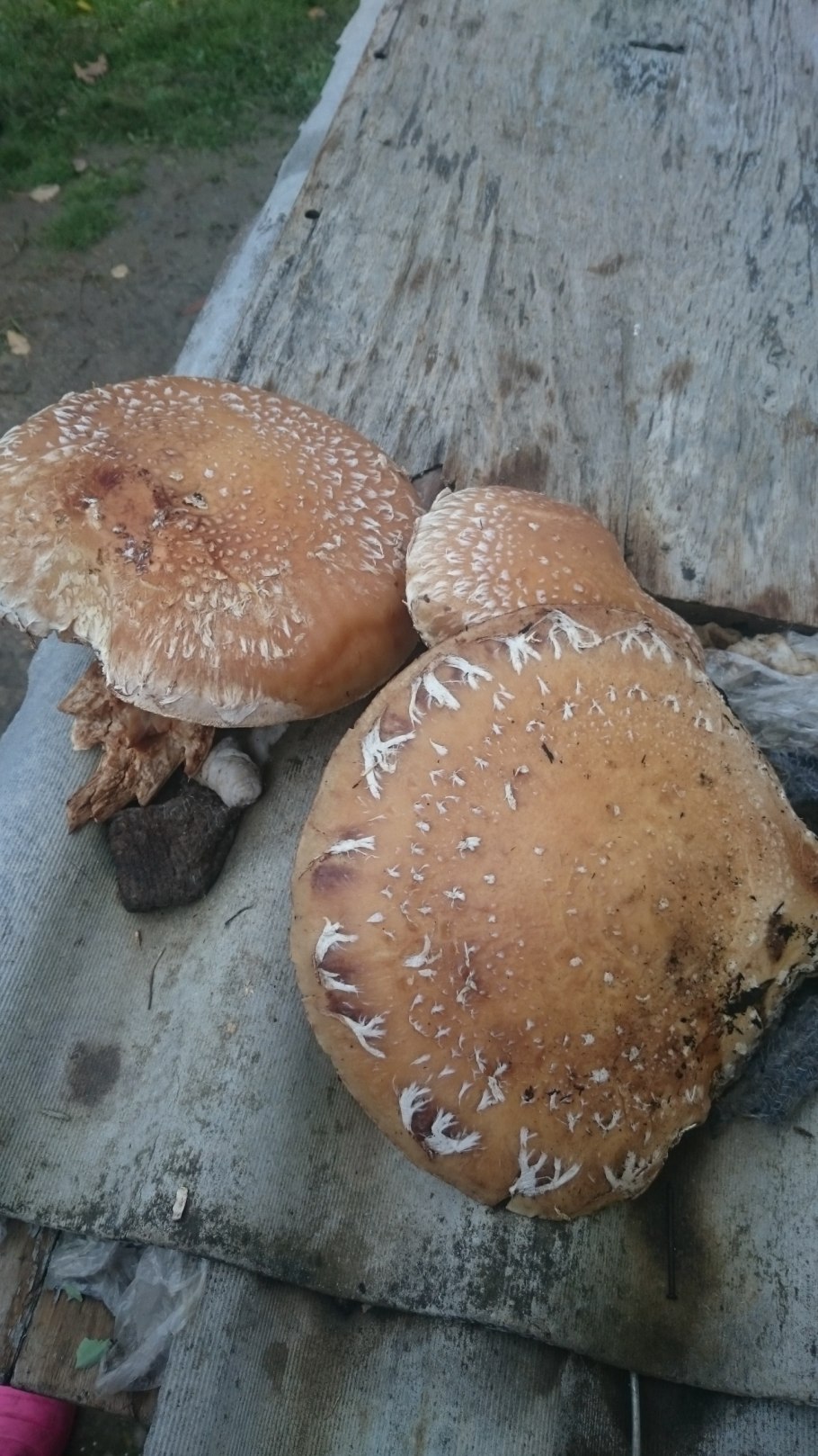 Чешуйчатка Тополевая обыкновенная