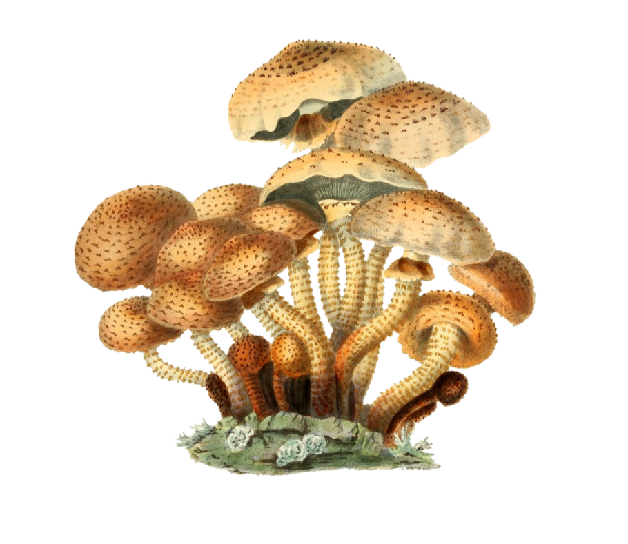 Чешуйчатка разрушающая