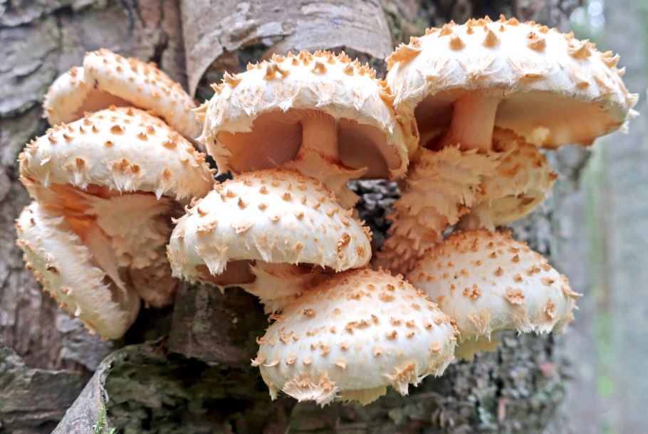 Чешуйчатка Тополевая