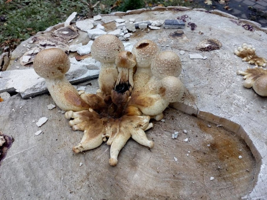 Чешуйчатка золотистая съедобная