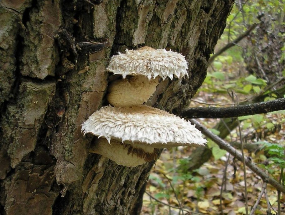 Чешуйчатка золотистая фото и описание