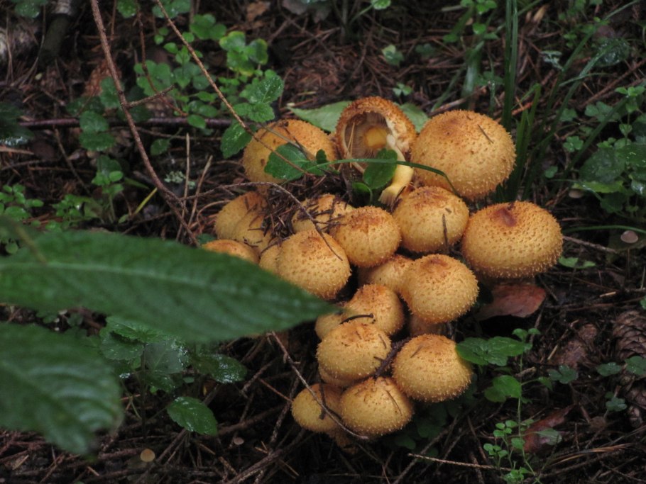 Грибы поссыкушки