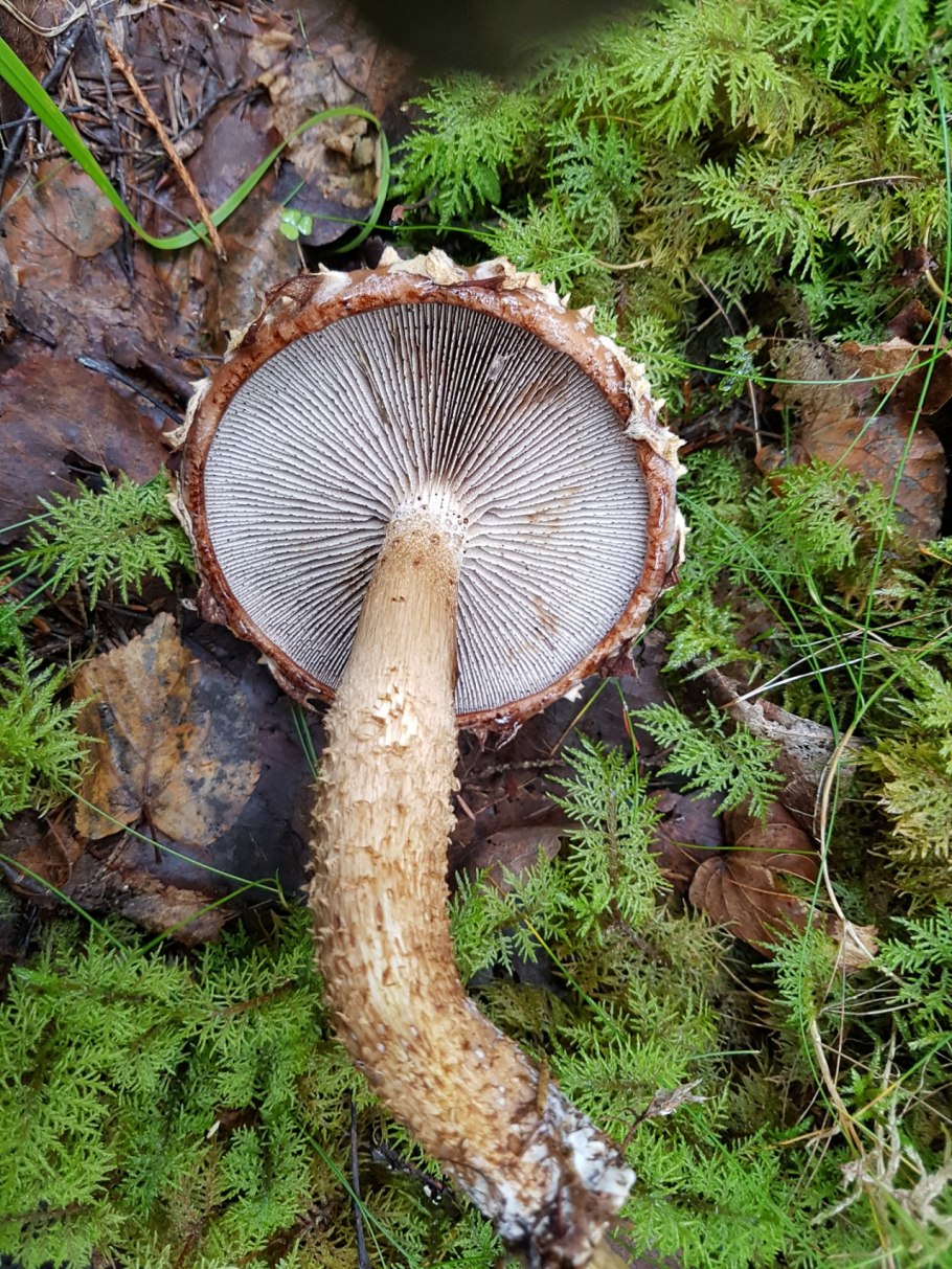 Трутовик чешуйчатый Polyporus squamosus