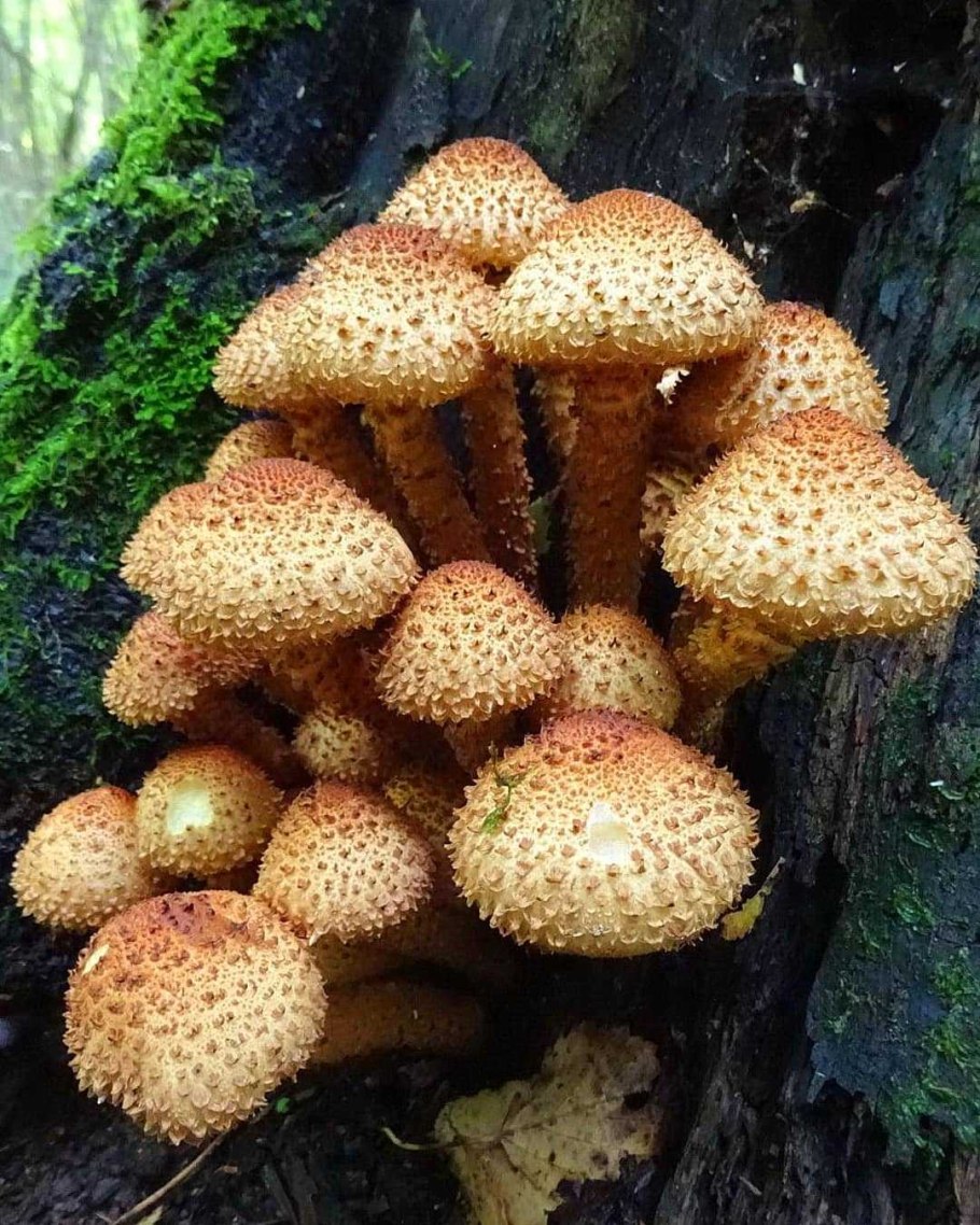 Чешуйчатка Тополевая