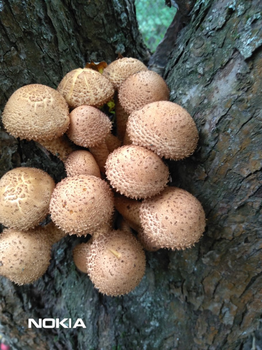 Гриб чешуйчатка обыкновенная