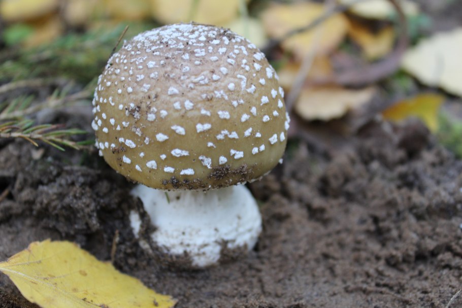 Распознаватель грибов