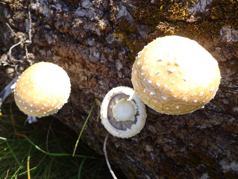 Чешуйчатка обыкновенная опята