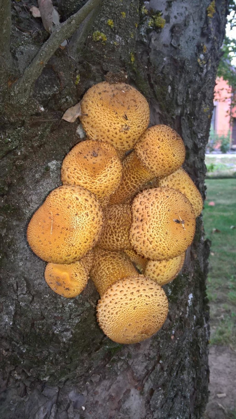 Чешуйчатка обыкновенная pholiota squarrosa