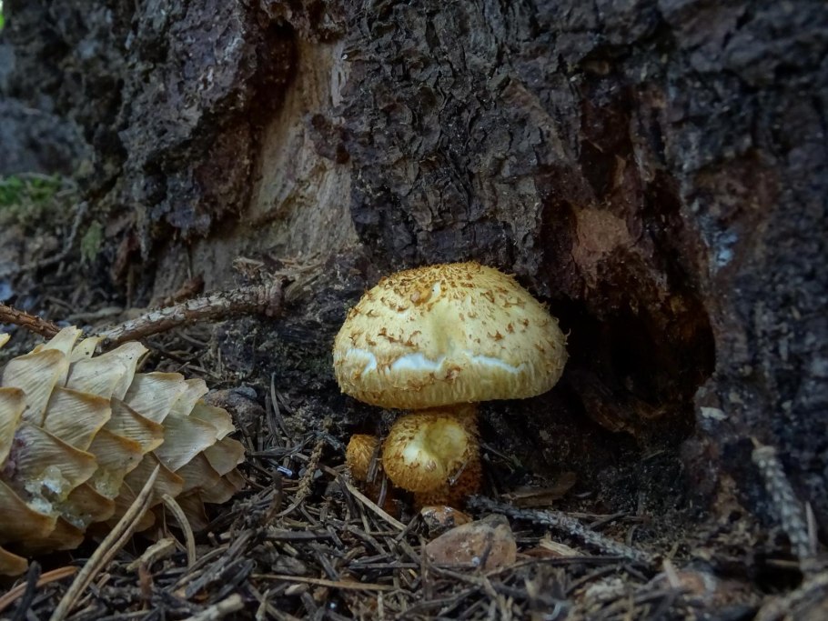 Чешуйчатка золотистая pholiota aurivella