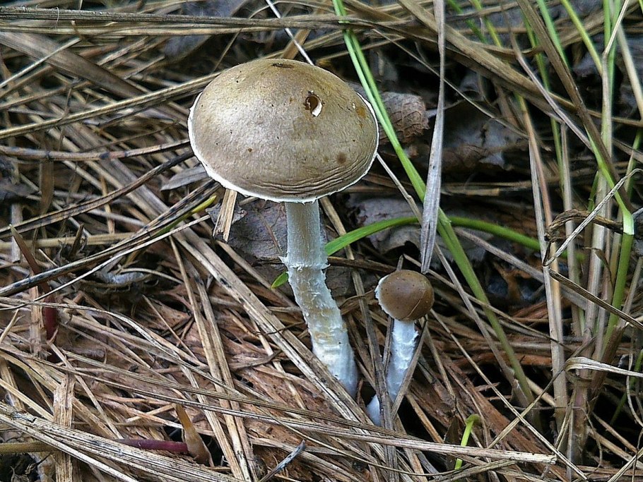 Строфария Степная