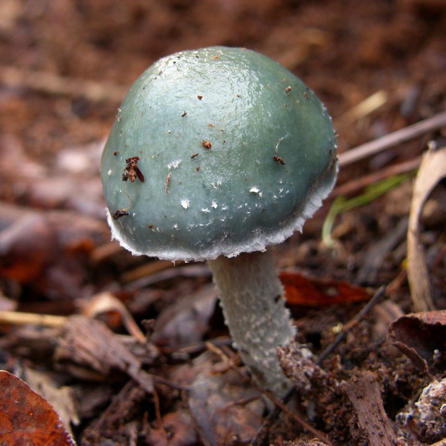 Гриб строфария сине-зеленая