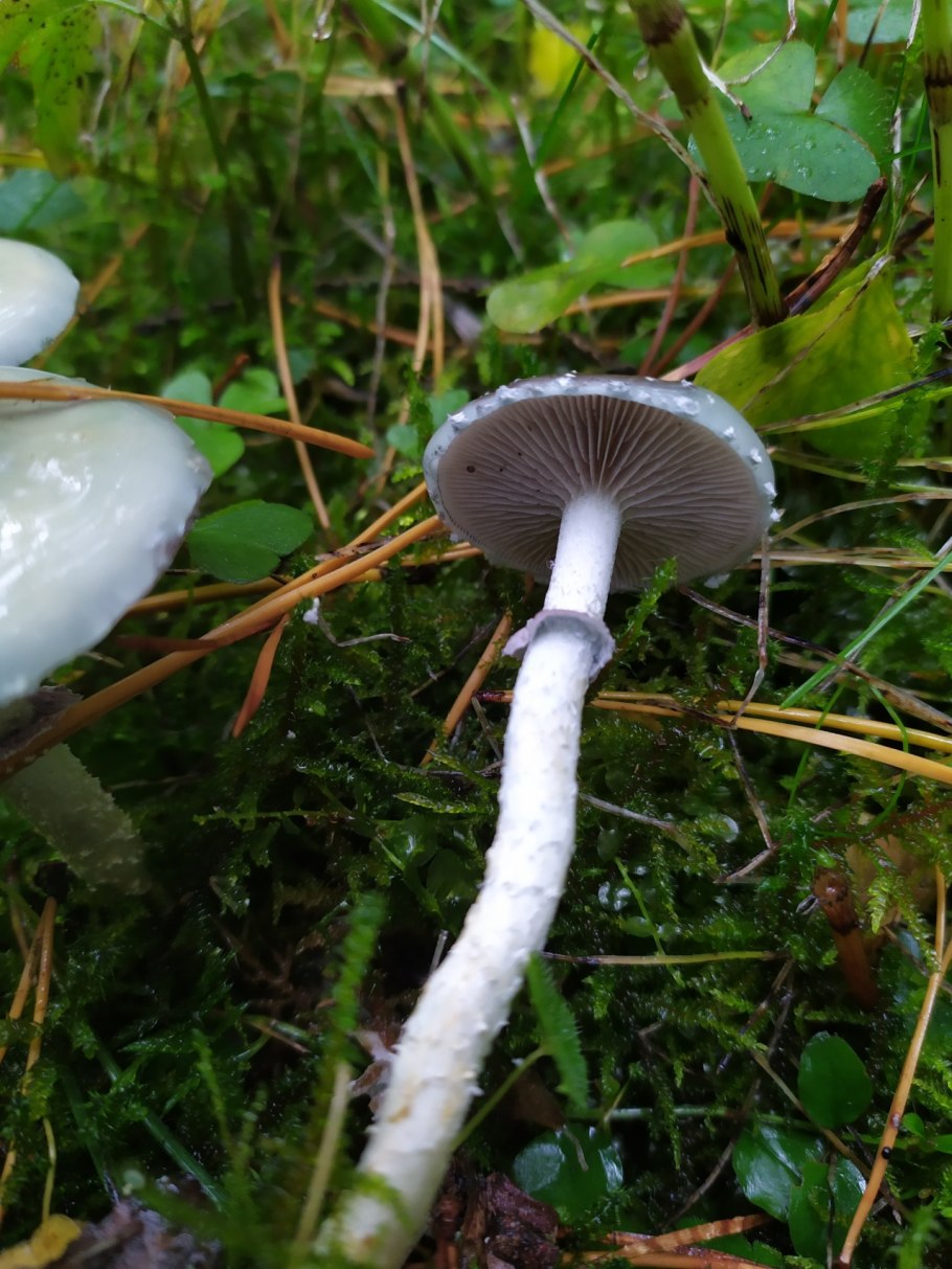 Строфария корончатая