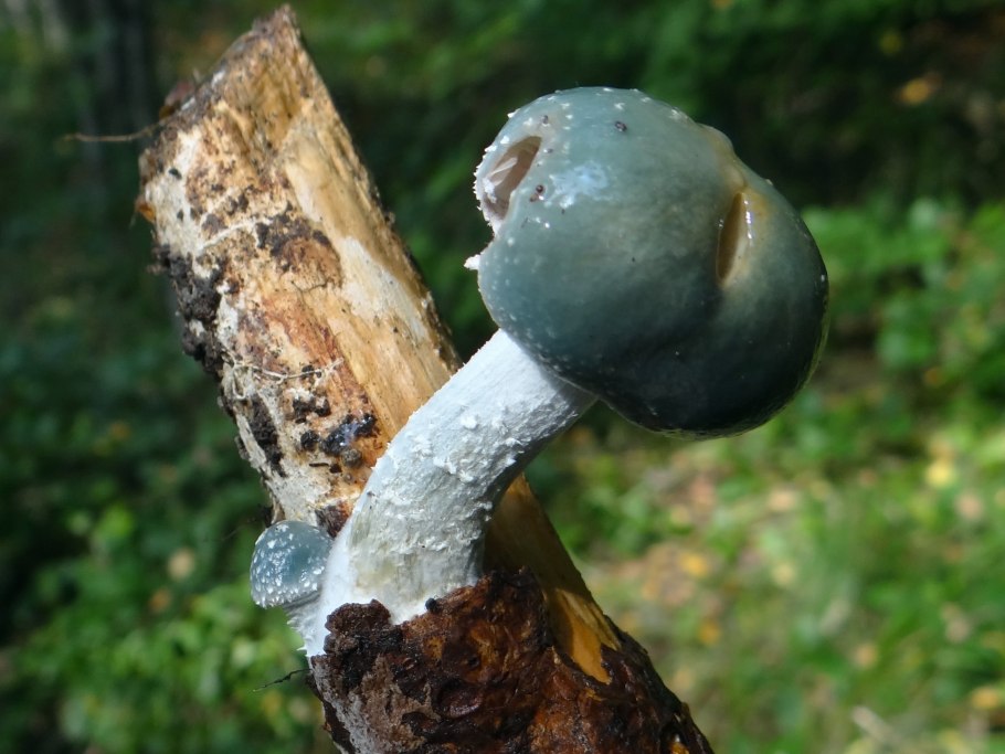 Строфария корончатая Psilocybe Coronilla