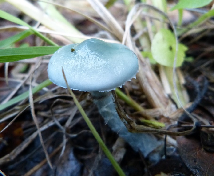 Строфария сине зелёная гриб