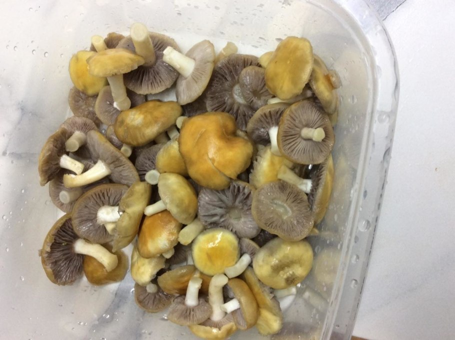 Строфария корончатая