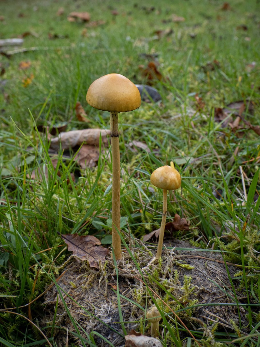 Строфария полушаровидная