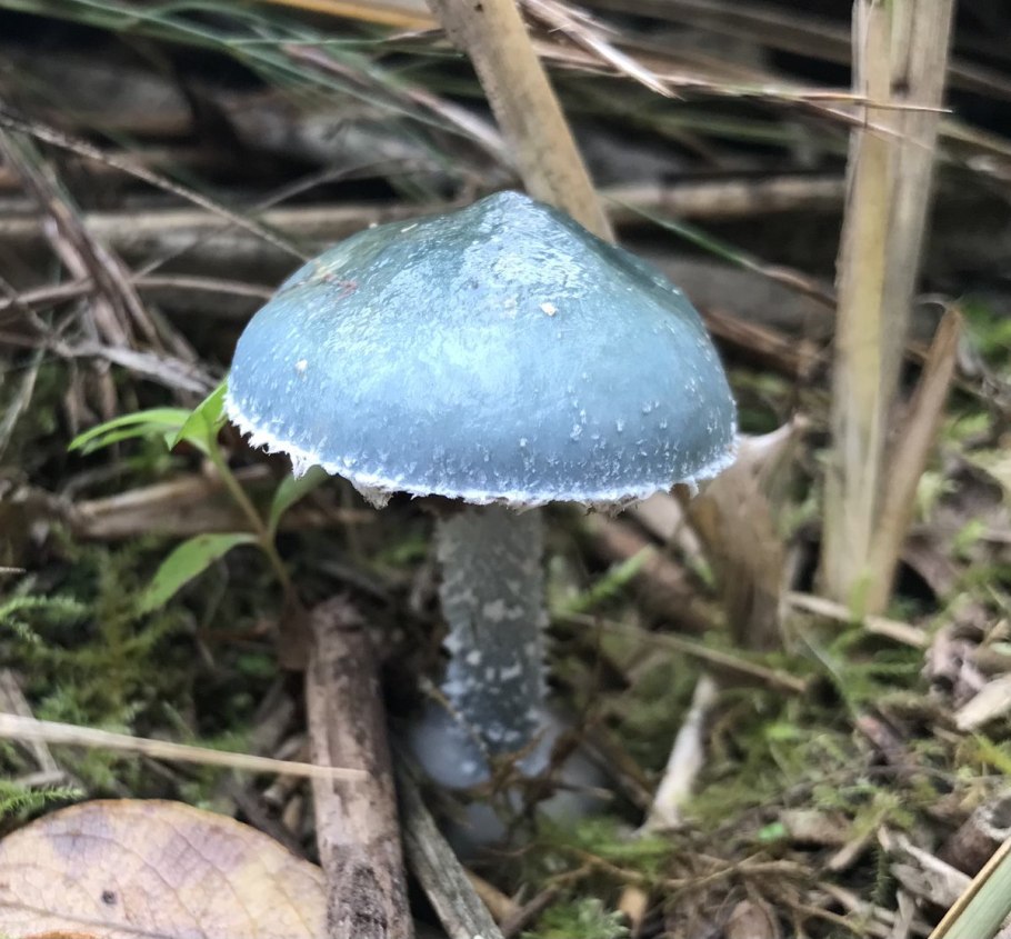 Строфария сине-зелёная фото