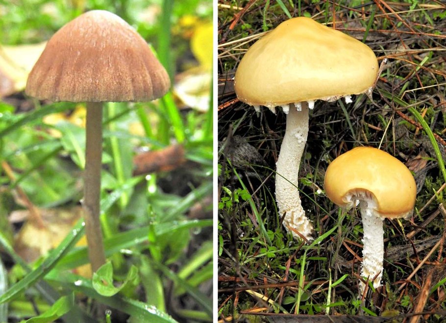 Строфария корончатая Psilocybe Coronilla