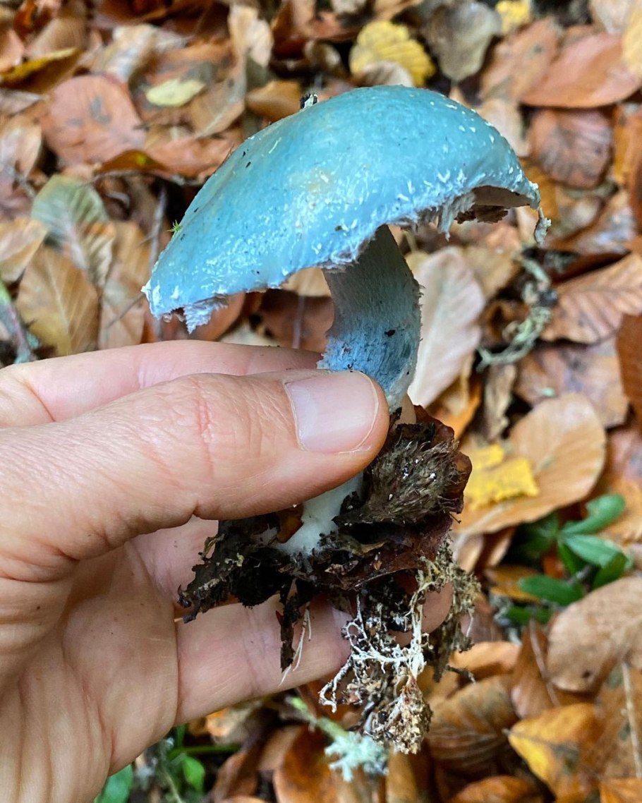 Гриб строфария сине зеленая