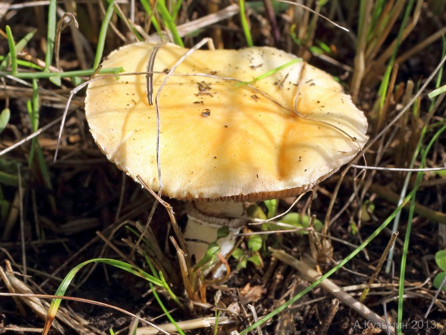 Строфария полушаровидная (Protostropharia semiglobata)