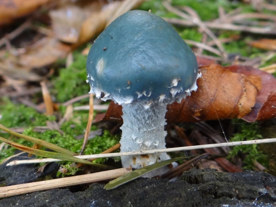 Stropharia caerulea