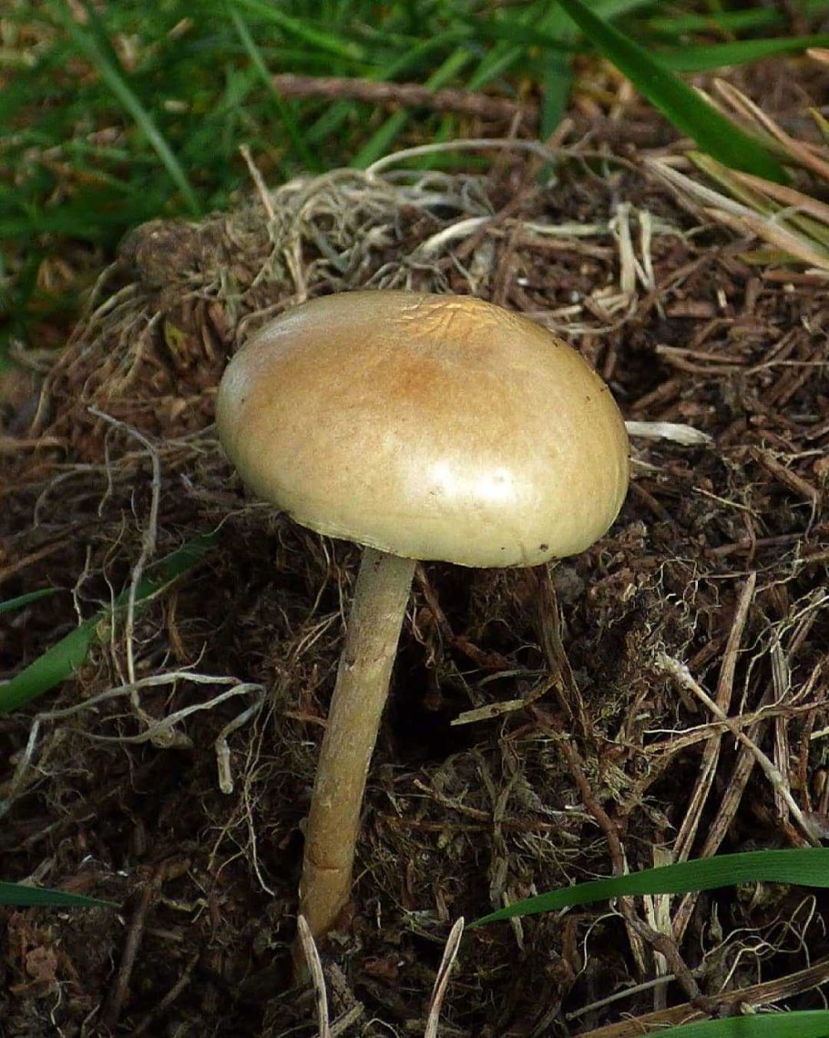 Строфария поганка